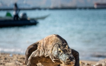 Luxury Komodo Lombok Sailing Tour Package