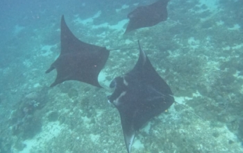 Manta Point Experience: Flores to Lombok Sailing
